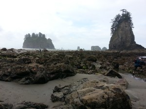 So many sea stars! (NOT starfish)