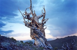 Bristlecone